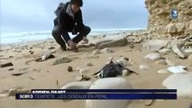 Côte Atlantique : des milliers d’oiseaux s’échouent sur les plages après les tempêtes
