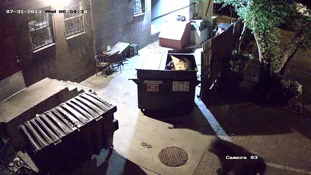 Un ours vole des poubelles