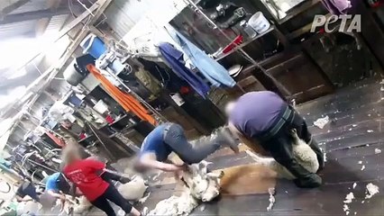 Des moutons brutalisés dans un atelier de tonte en Australie
