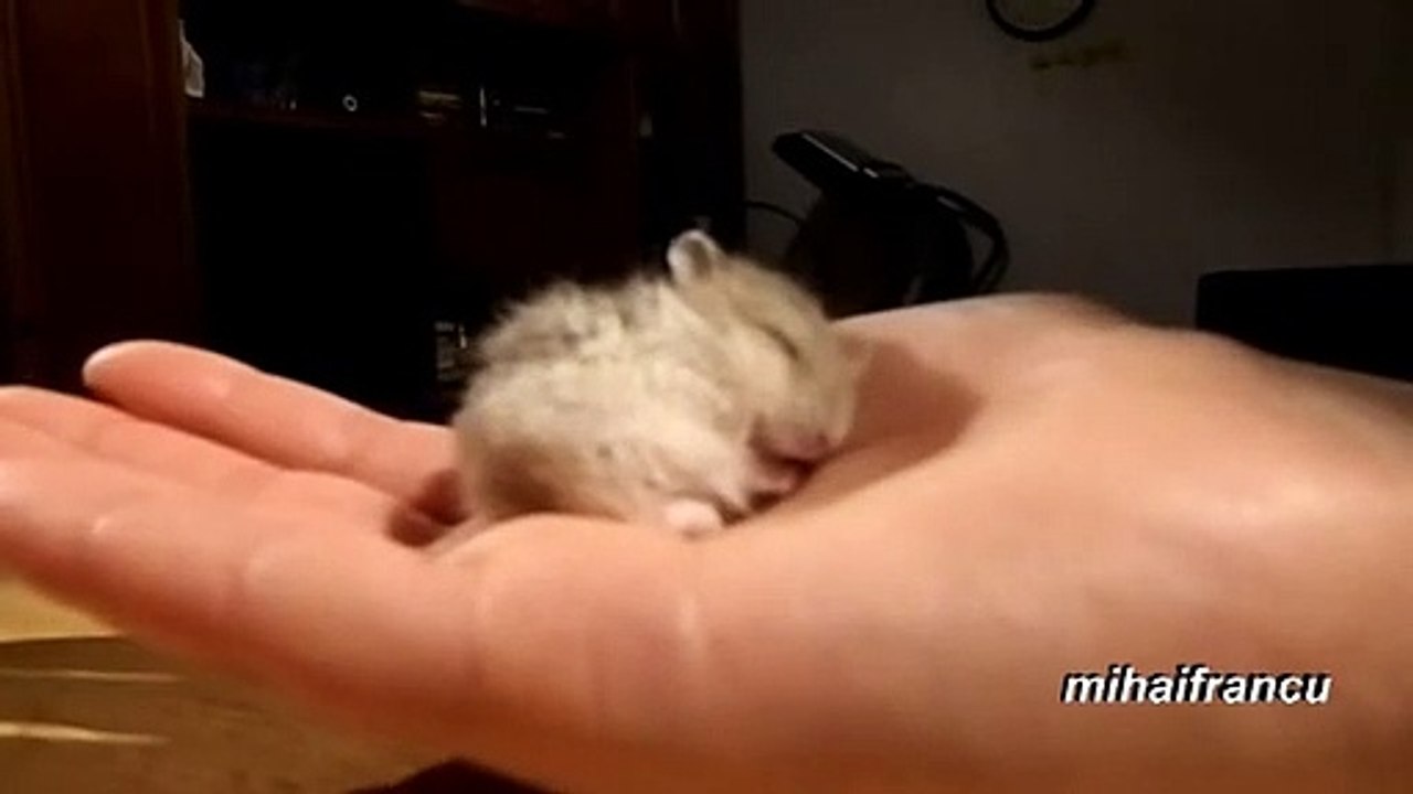 Un bébé hamster ronfle