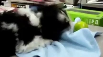 Combat : chiens VS citrons