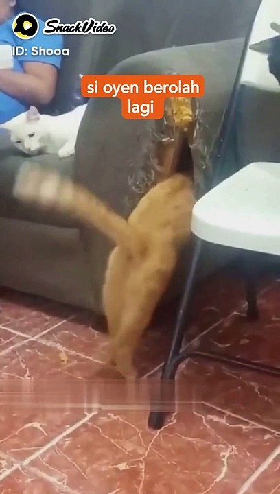 oyen cat funny