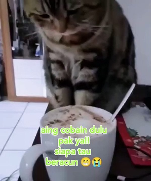 cobain kopi babu