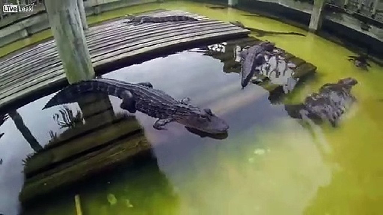 Cet alligator a une dent contre la caméra ! (Âmes sensibles s'abstenir !)