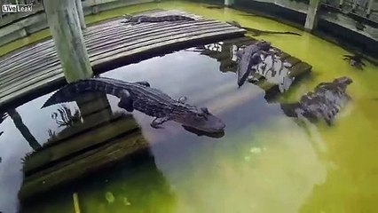 Cet alligator a une dent contre la caméra ! (Âmes sensibles s'abstenir !)