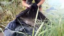 Il pêche un poisson de 27 kg à Tchernobyl !