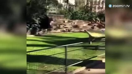 Barcelone: un homme attaqué par des lions au zoo!