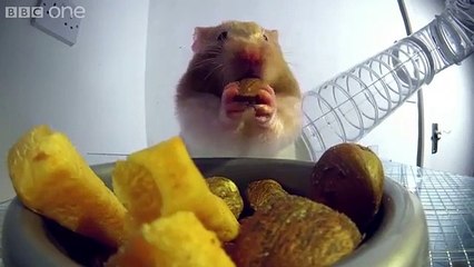 Les abajoues d'un hamster aux rayons X