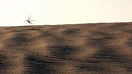 Une araignée acrobate dans le désert