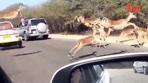 Un impala chassé par un guépard se refugie dans une voiture