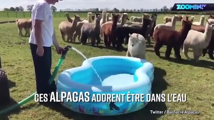 Les alpagas aiment leur piscine
