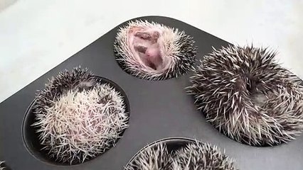 Non ce ne sont pas des gâteaux ! Devinerez-vous de quoi il s'agit ?