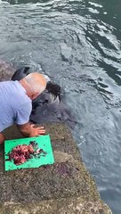 Feeding a Wild Manta Ray