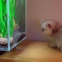 Ce chat tente d'attraper un poisson rouge