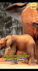 Awesome African Elephants: Smart and Gentle Giants of the Wild #shorts
