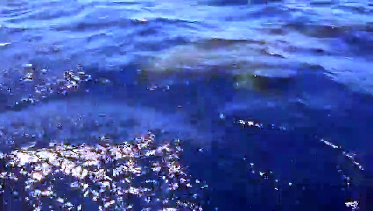 Un pêcheur rencontre un requin blanc !