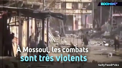 Des canards perdus dans les combats de Mossoul