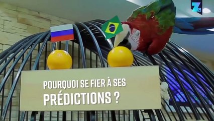 Le gagnant de la Coupe du Monde ? Le perroquet voyant a choisi...