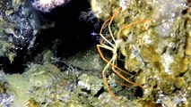 Antarctique : d’énormes araignées de mer intriguent les scientifiques
