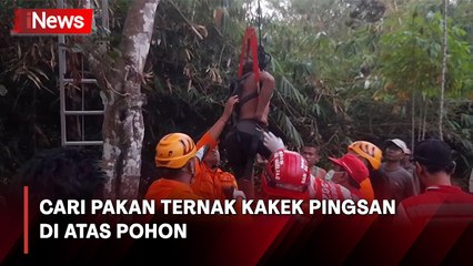 Kakek Usia 60 Tahun Pingsan di Atas Pohon di Magelang, Evakuasi Dramatis