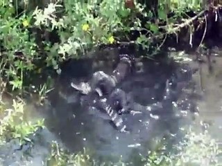 Des loutres tuent et mangent un crocodile