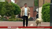 Un mouton se soulage sur un journaliste de la BBC en plein direct