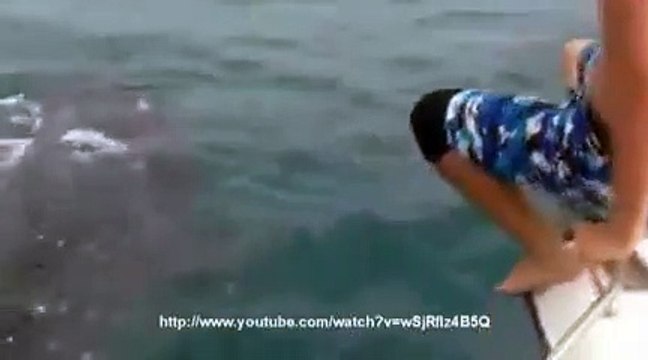 Un requin-baleine pour compagnon de plongée