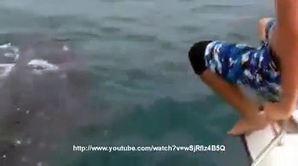 Un requin-baleine pour compagnon de plongée