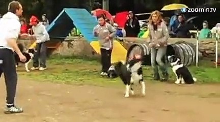 Des toutous qui se trémoussent