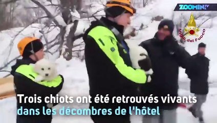 Avalanche en Italie : 3 chiots retrouvés vivants