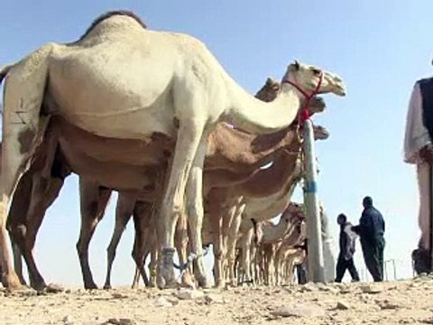 Au Qatar, des chameaux graines de champions