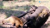 Trop chou : les animaux du zoo mangent des glaces !