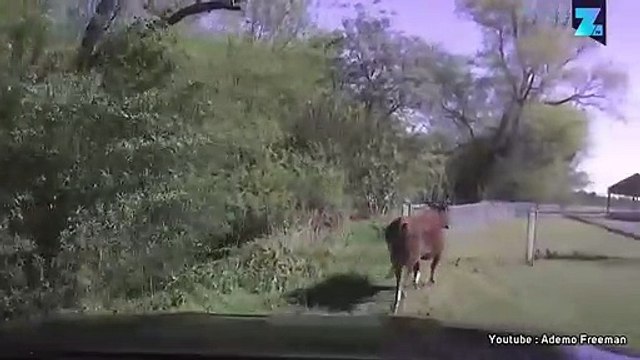 La course-poursuite du siècle : flic vs vache