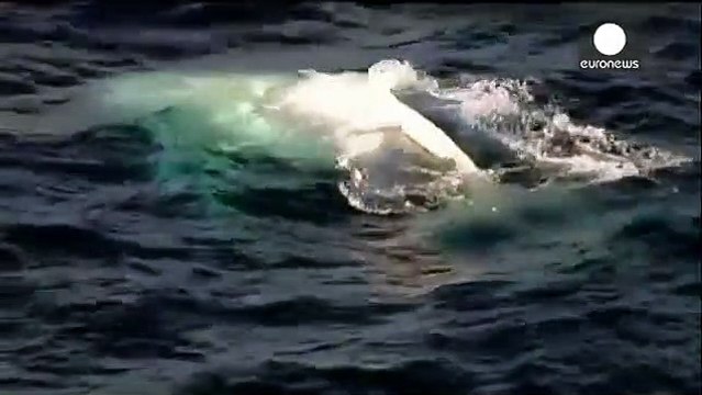 Spectacle rare : Migaloo, la baleine albino, aperçue au large des cotes australiennes