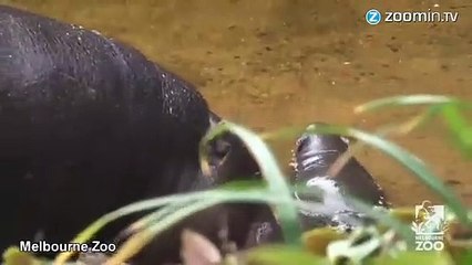 Un bébé hippo pygmée, des kilos de pure mignonnerie