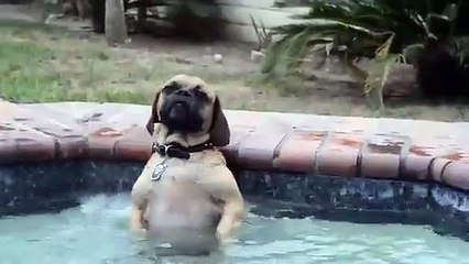 Le chien qui adore le jet d'eau de la piscine