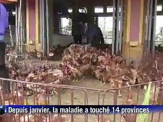 Vietnam: le laborieux combat contre la grippe aviaire
