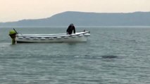 Le monstre du Loch Ness filmé en Irlande ?