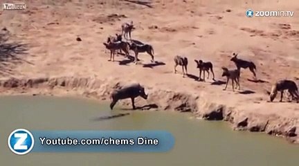 Un crocodile affamé attaque un phacochère