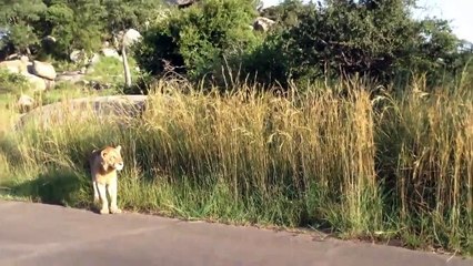 Une lionne attaque un lion pour protéger son petit