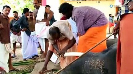 En Inde, les éléphants sont sur leur 31