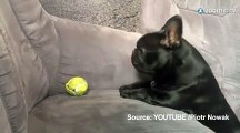 Un chien désespère d’attraper une balle de tennis
