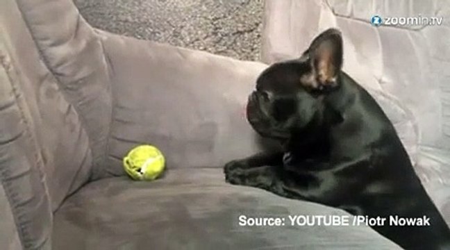 Un chien désespère d’attraper une balle de tennis
