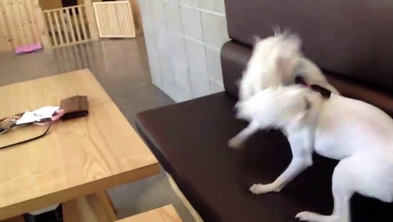 Un chiot met fin à une bagarre entre deux chiens