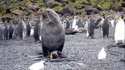Des otaries agressent sexuellement des manchots