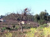 Face à la crise, les Portugais se remettent à l'agriculture