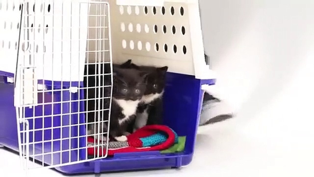 Quand des chatons rencontrent des chiots pour la première fois