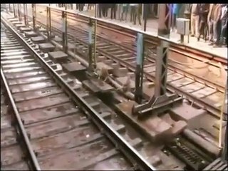 Un singe sauve la vie d'un autre singe