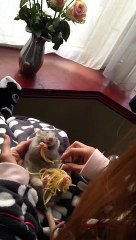 Ce rat adore les spaghettis !
