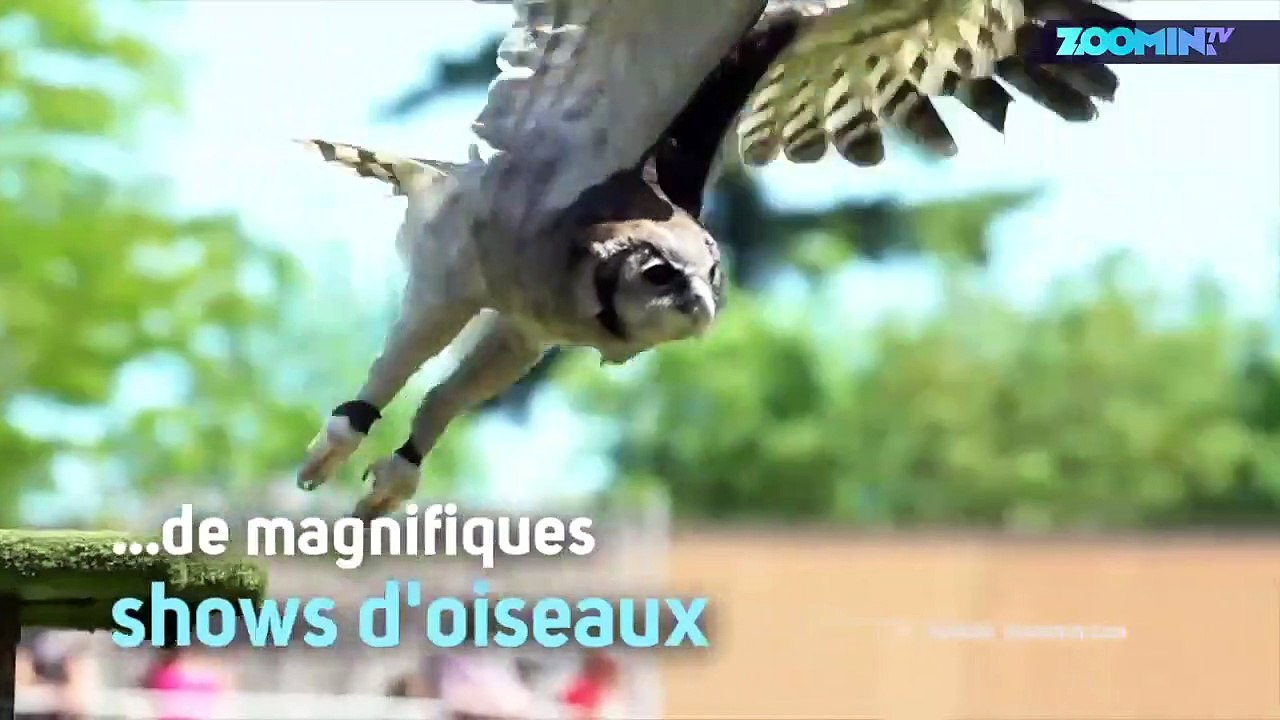 Admirez les oiseaux en plein vol